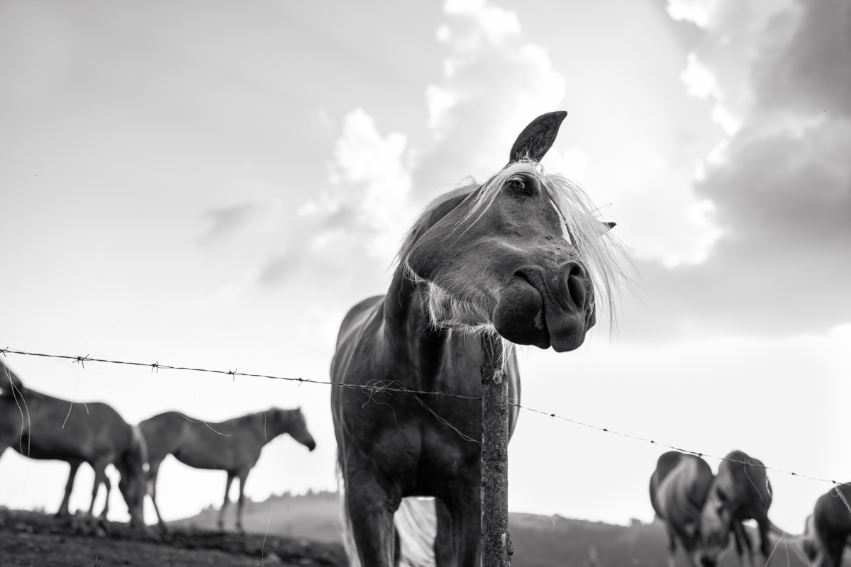 Playful equine grace