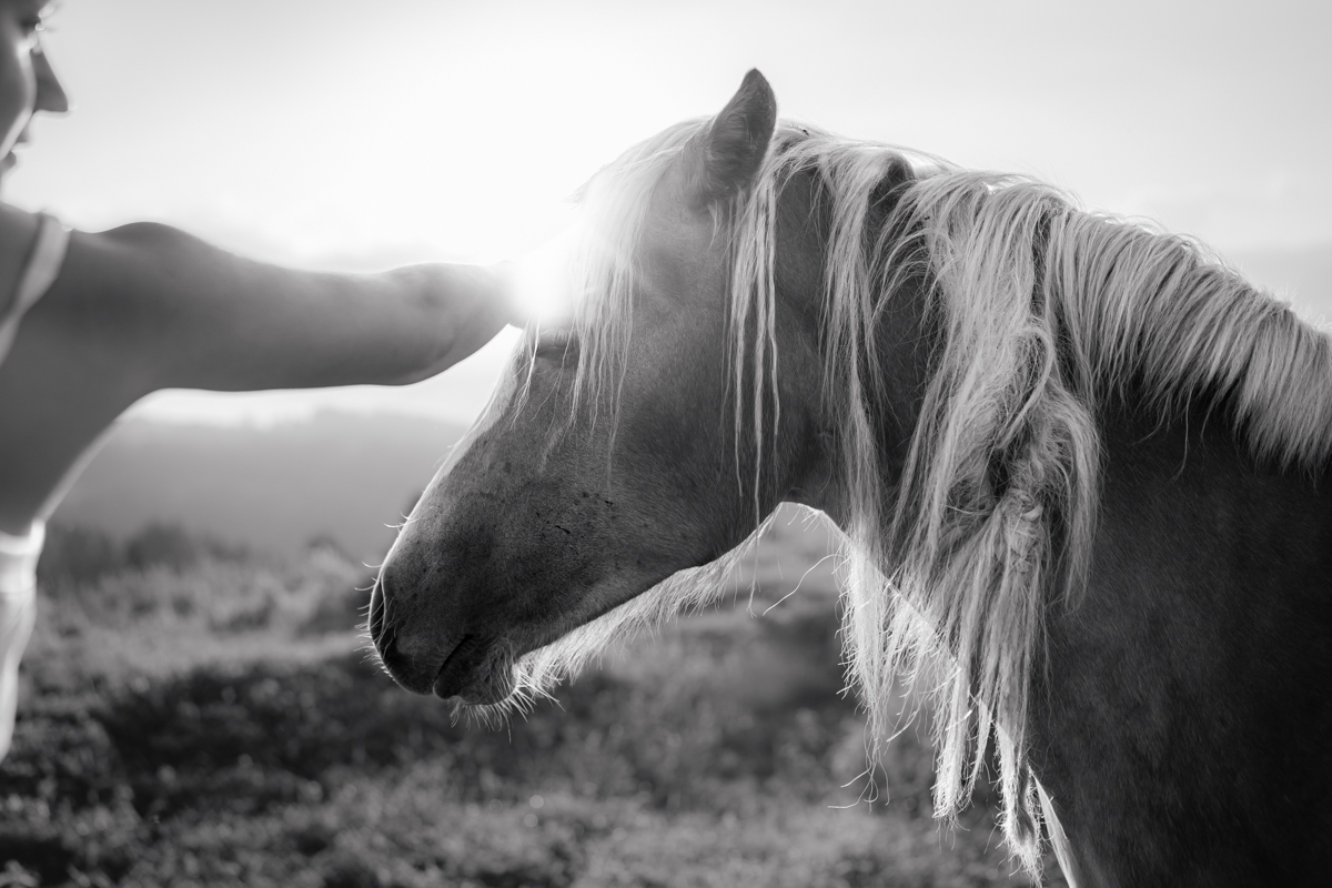 Playful equine grace