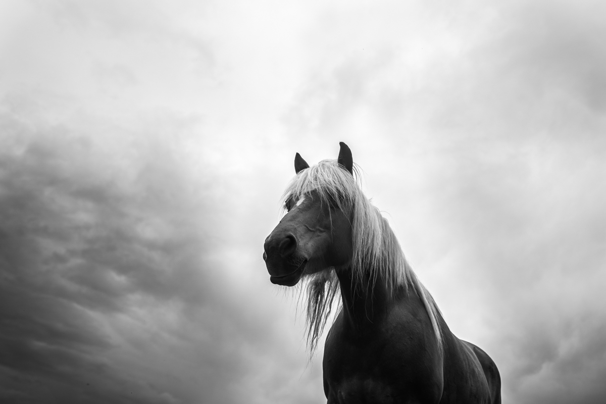 Playful equine grace