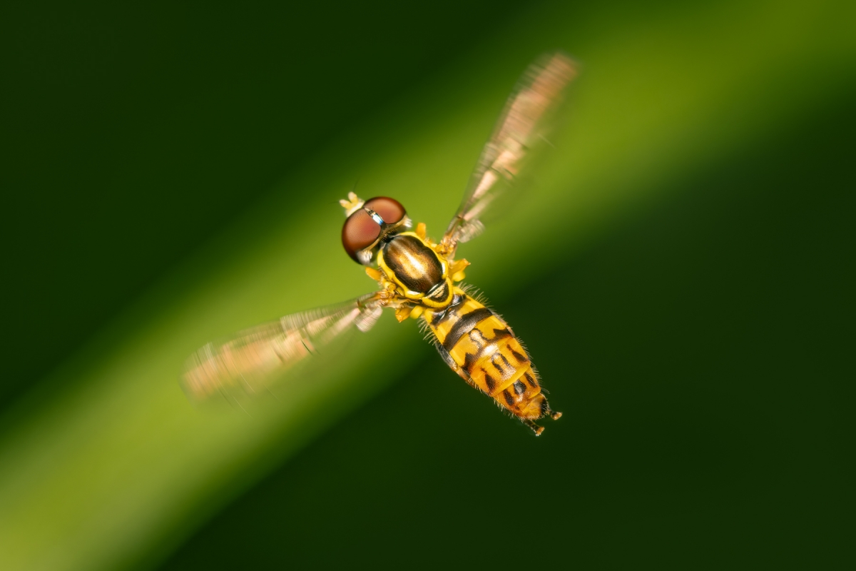 In the Garden's Hidden World: A Macrophotographic Journey into Insect Life