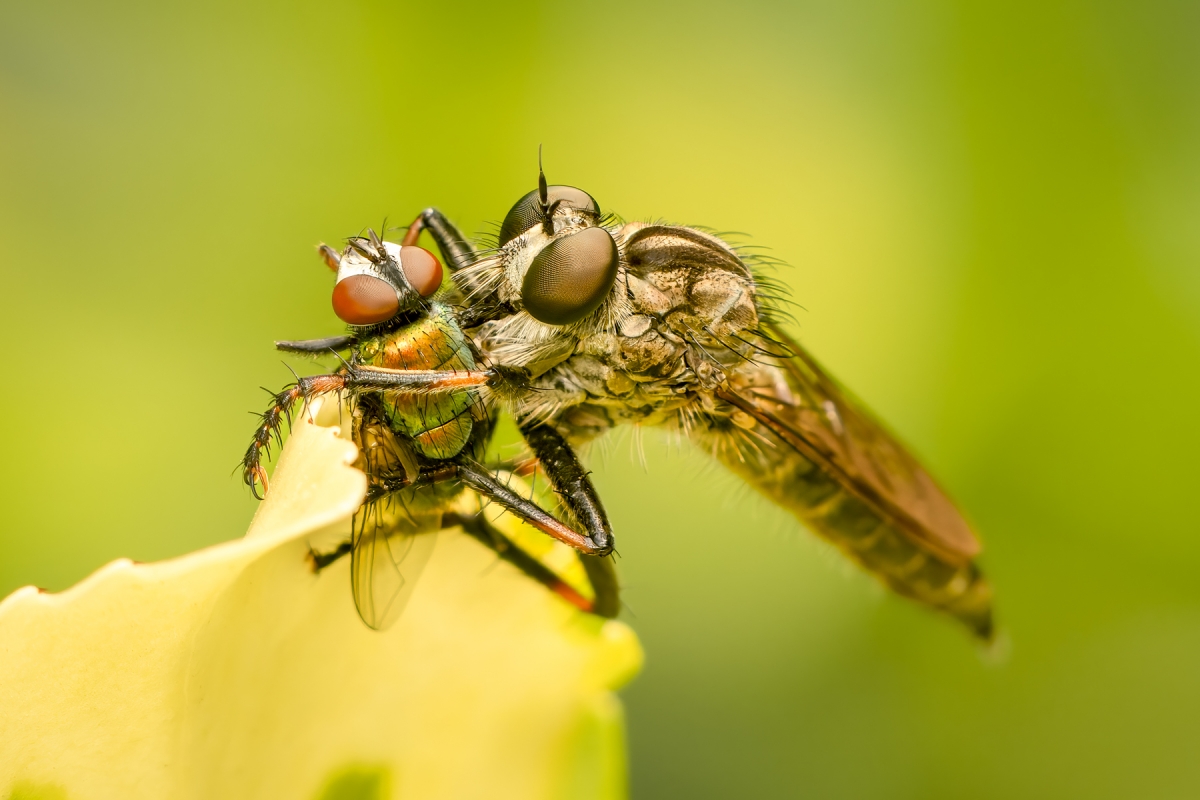 In the Garden's Hidden World: A Macrophotographic Journey into Insect Life