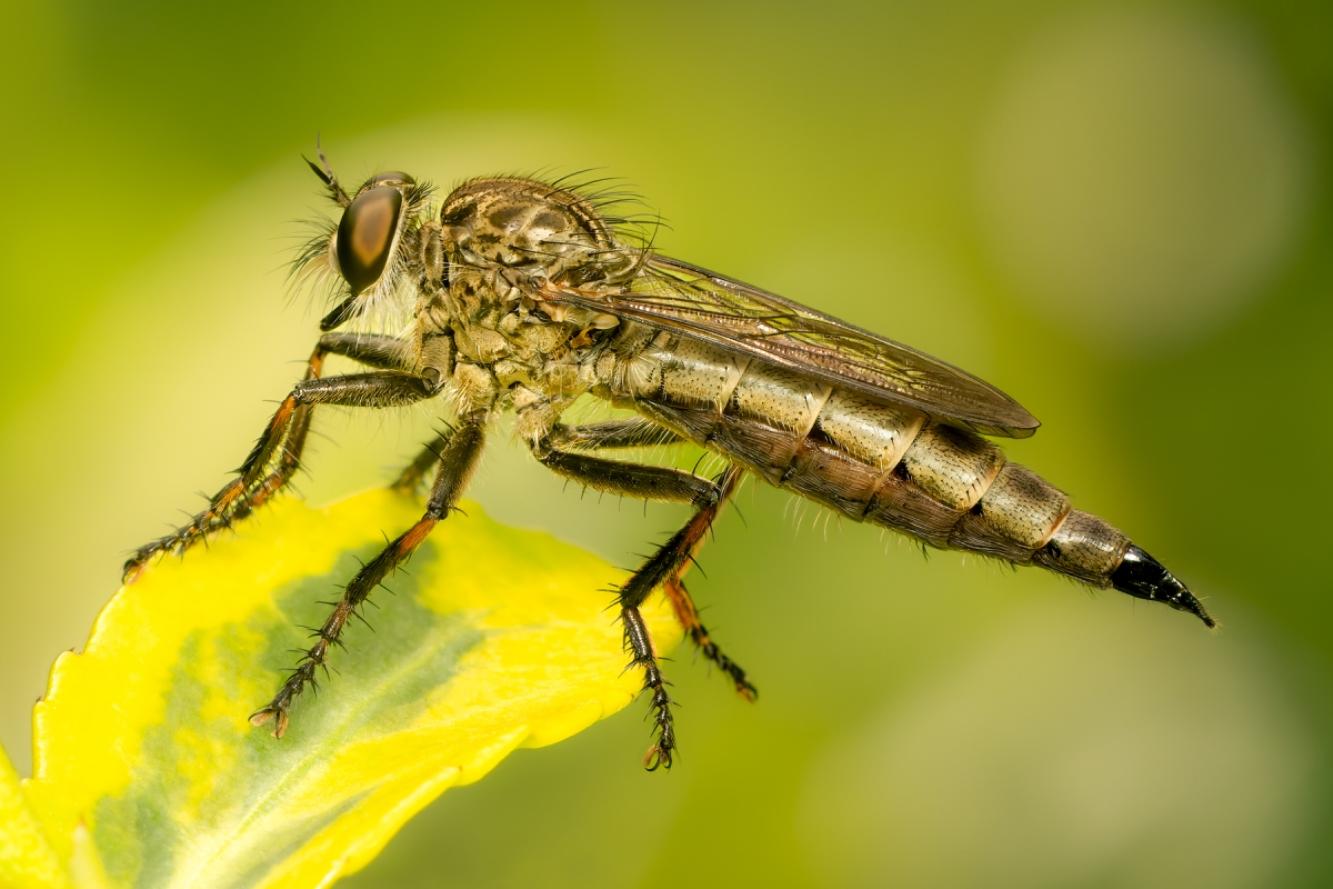 In the Garden's Hidden World: A Macrophotographic Journey into Insect Life
