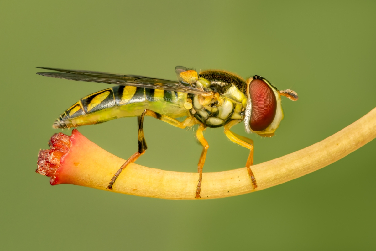 In the Garden's Hidden World: A Macrophotographic Journey into Insect Life