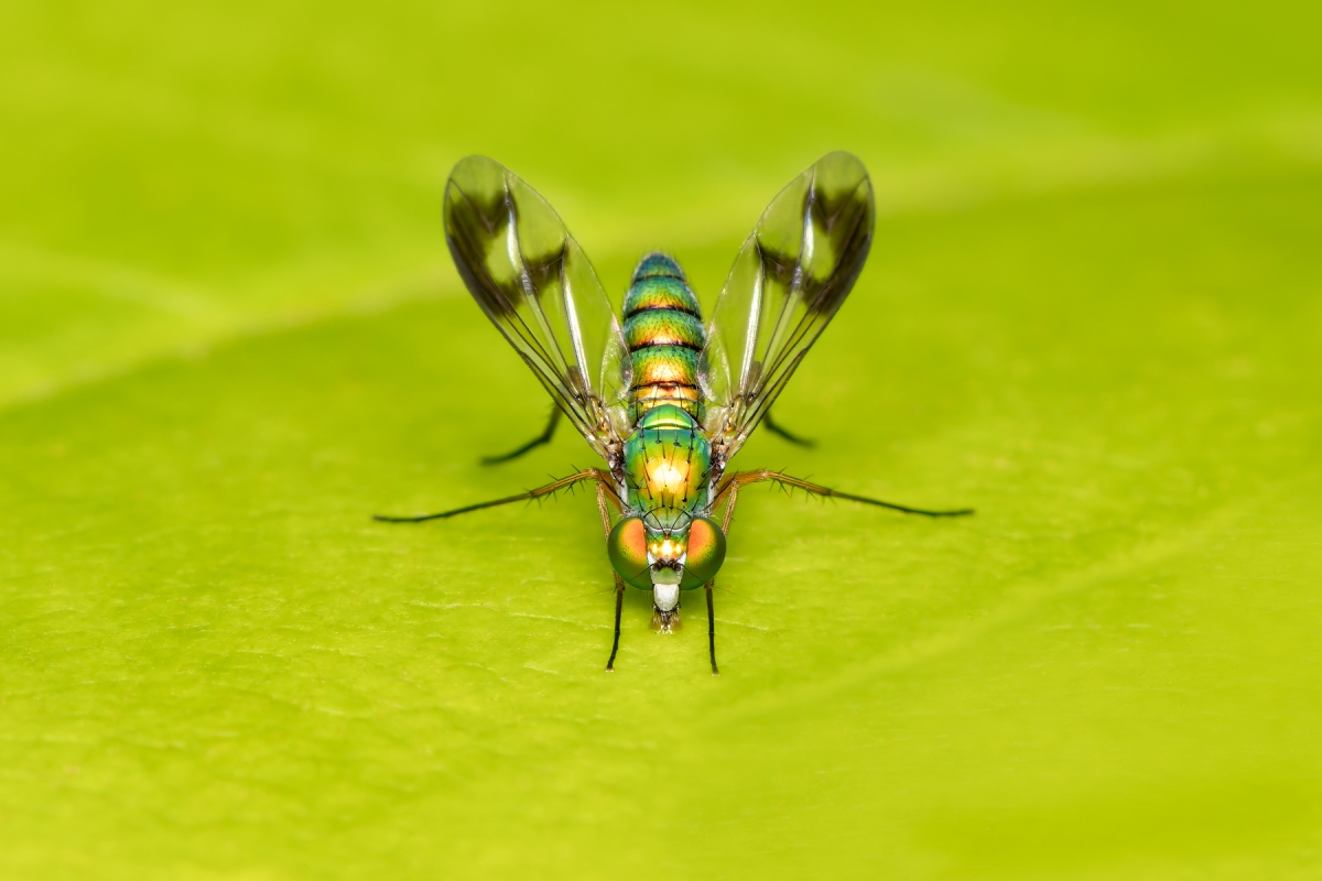 In the Garden's Hidden World: A Macrophotographic Journey into Insect Life