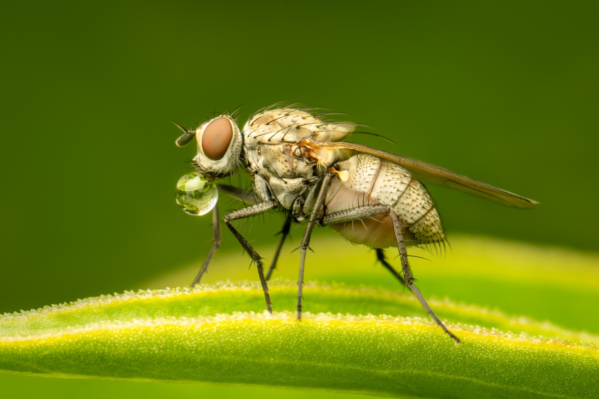 In the Garden's Hidden World: A Macrophotographic Journey into Insect Life
