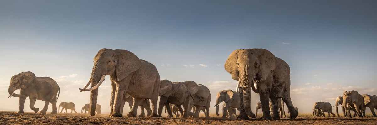 Amongst Giants