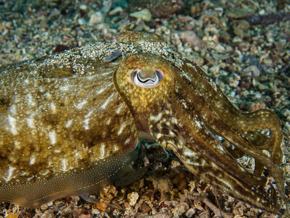 under water life
