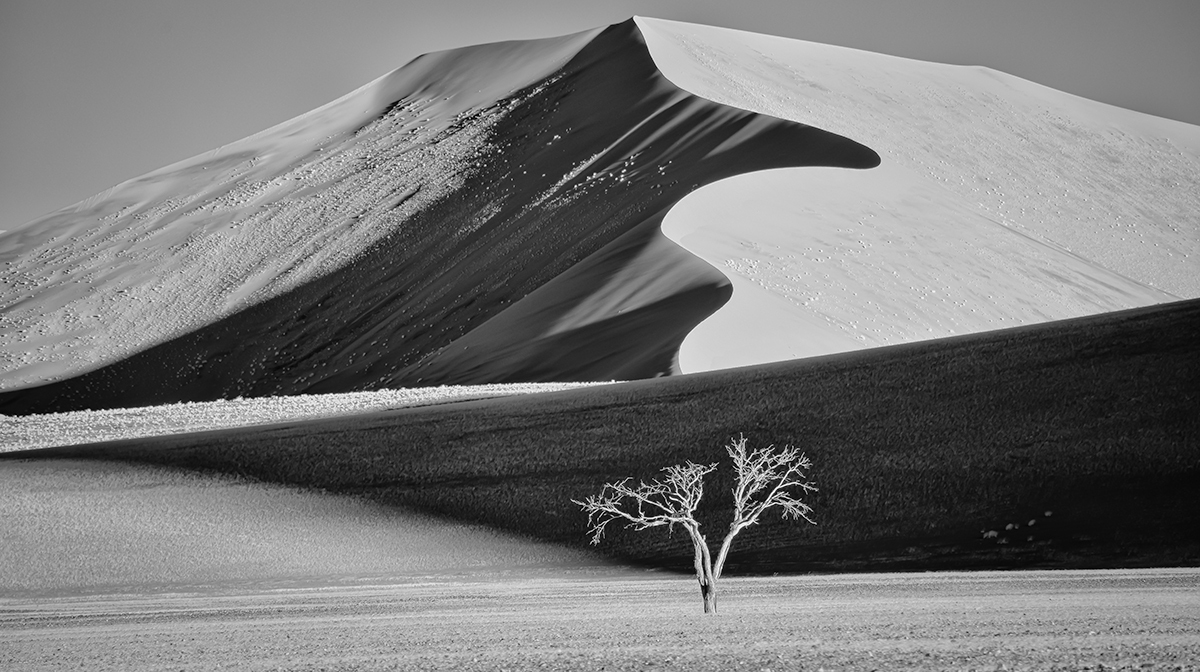 Dune with Tree, Sossusvlieu