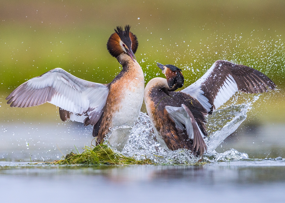 The birth of a new generation