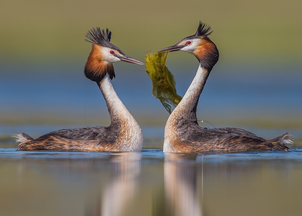 The birth of a new generation