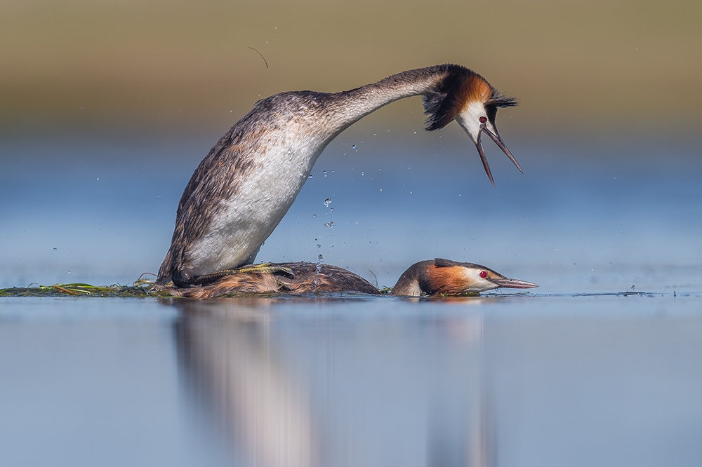 The birth of a new generation