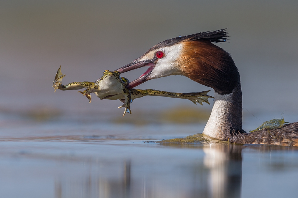 The birth of a new generation