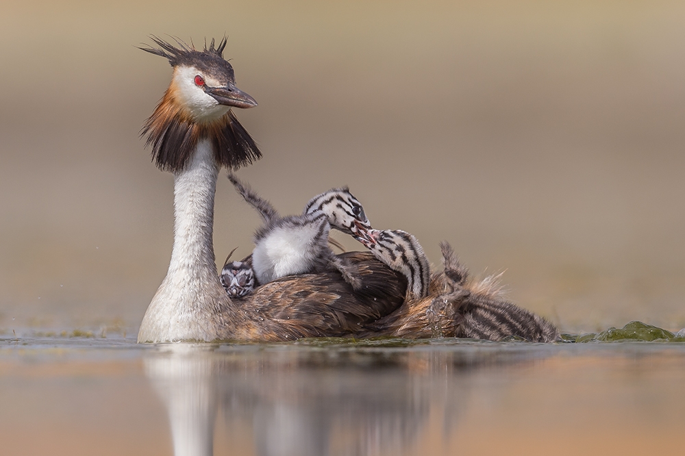 The birth of a new generation