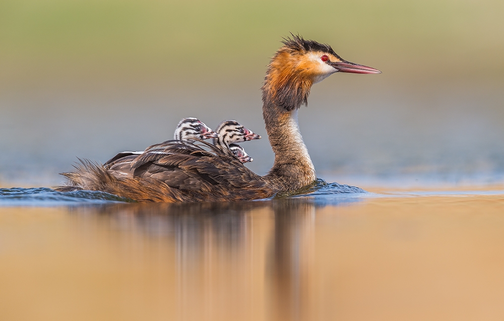 The birth of a new generation