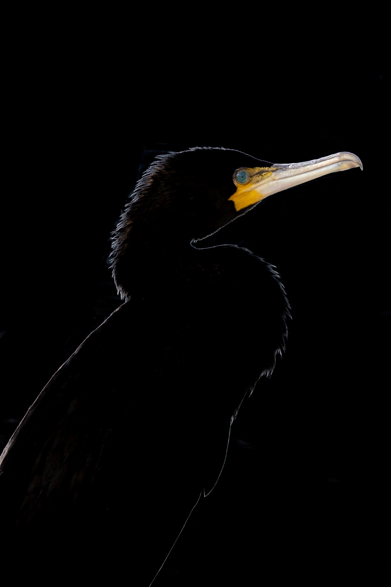 portrait of a cormorant
