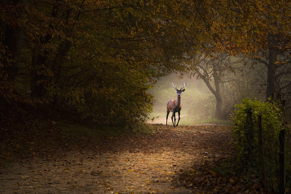 Stephane CHERY - Rencontre automnale 