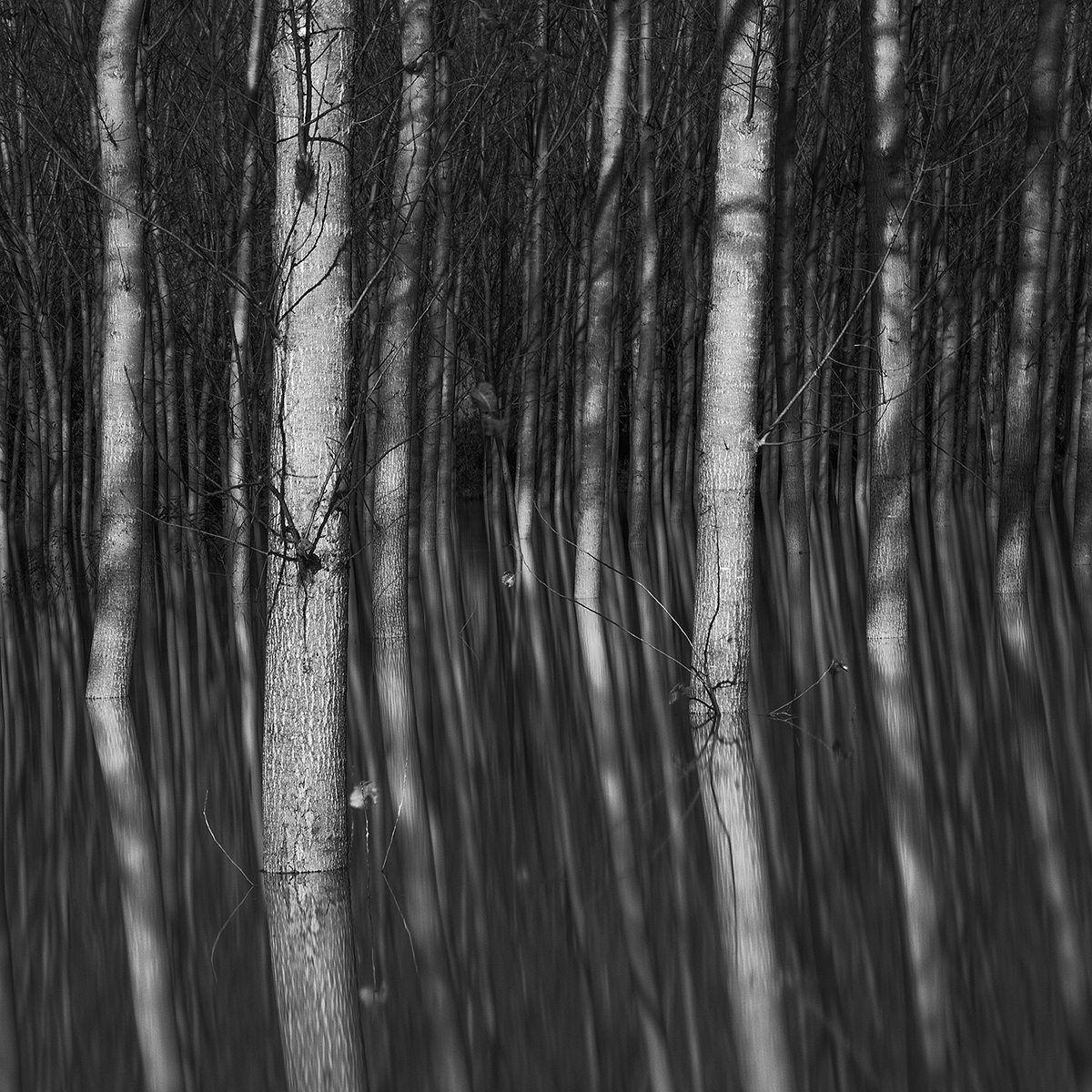 Poplars in the floodplain of the river Po