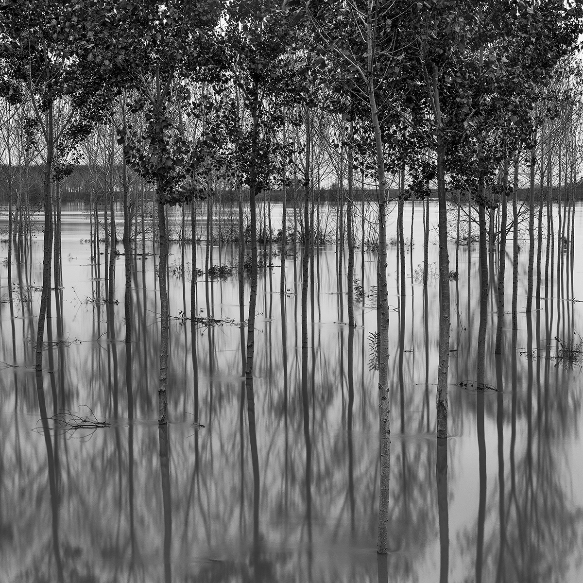 Poplars in the floodplain of the river Po