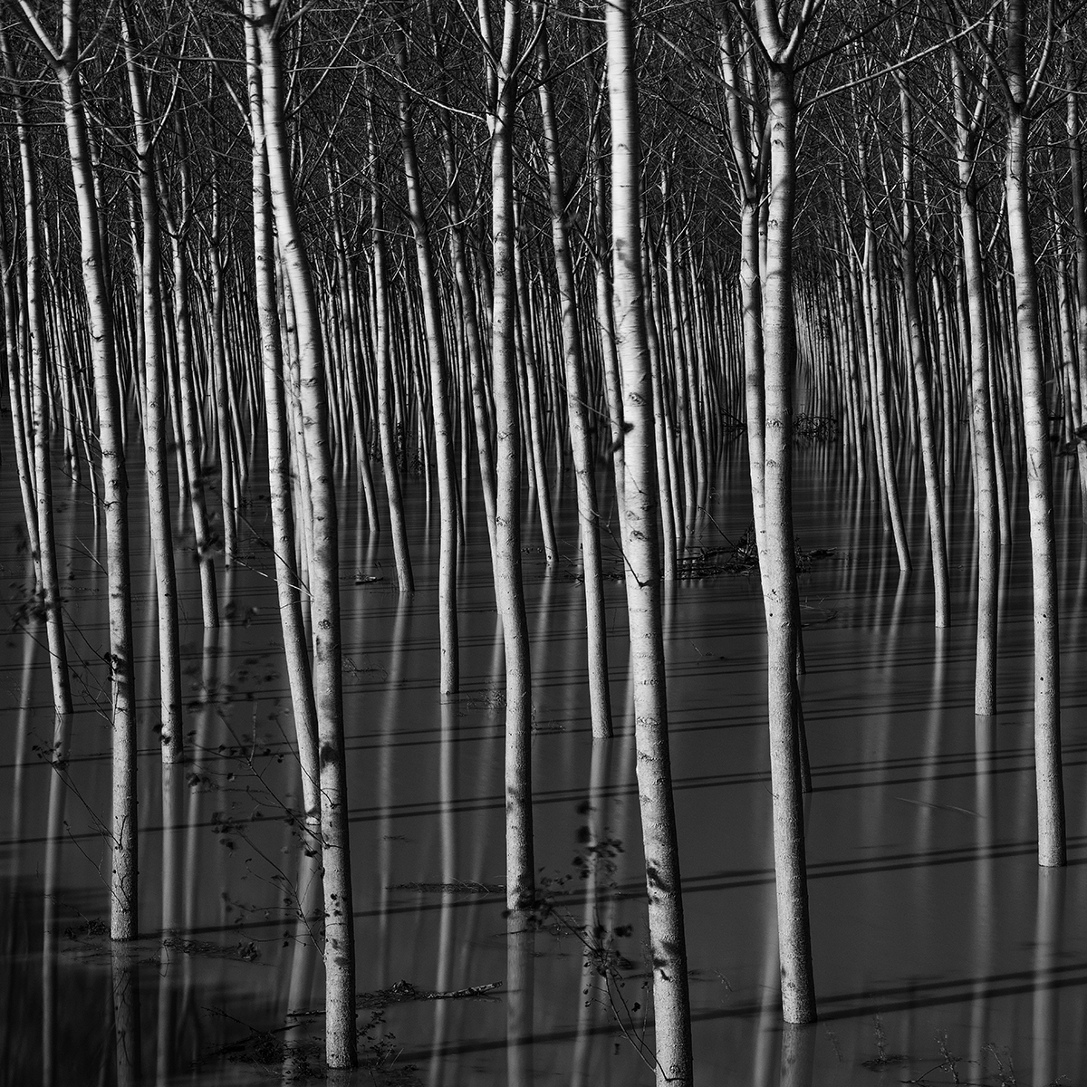 Poplars in the floodplain of the river Po