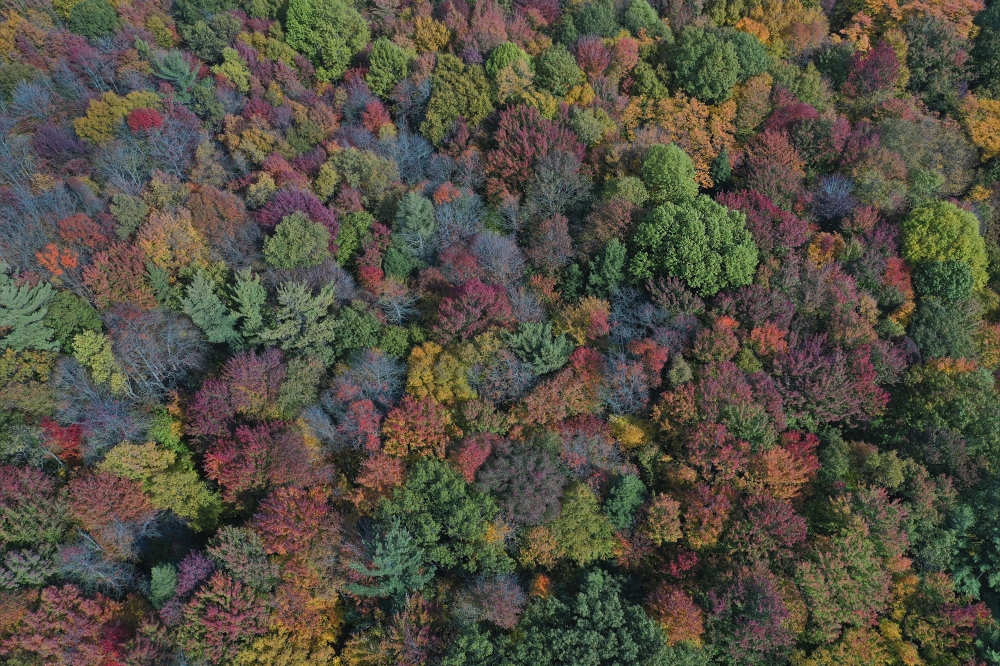 Peak Autumn Foliage in Western Michigan