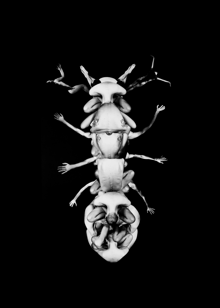 HOMEOSTASIS  -Amorphea-