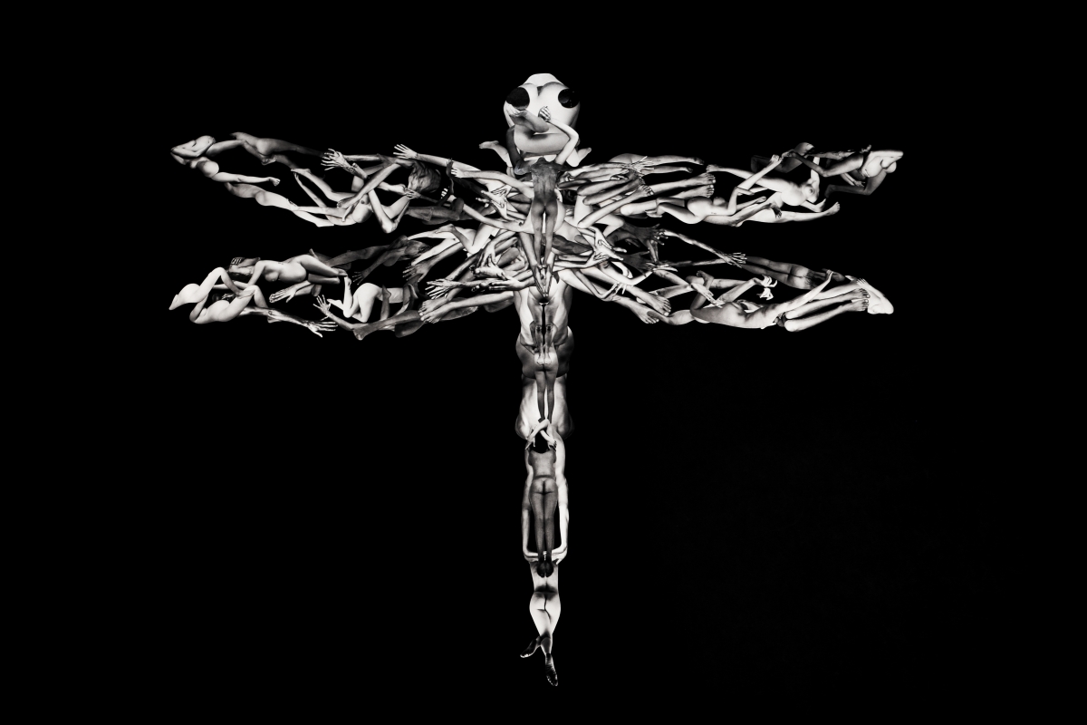 HOMEOSTASIS  -Amorphea-