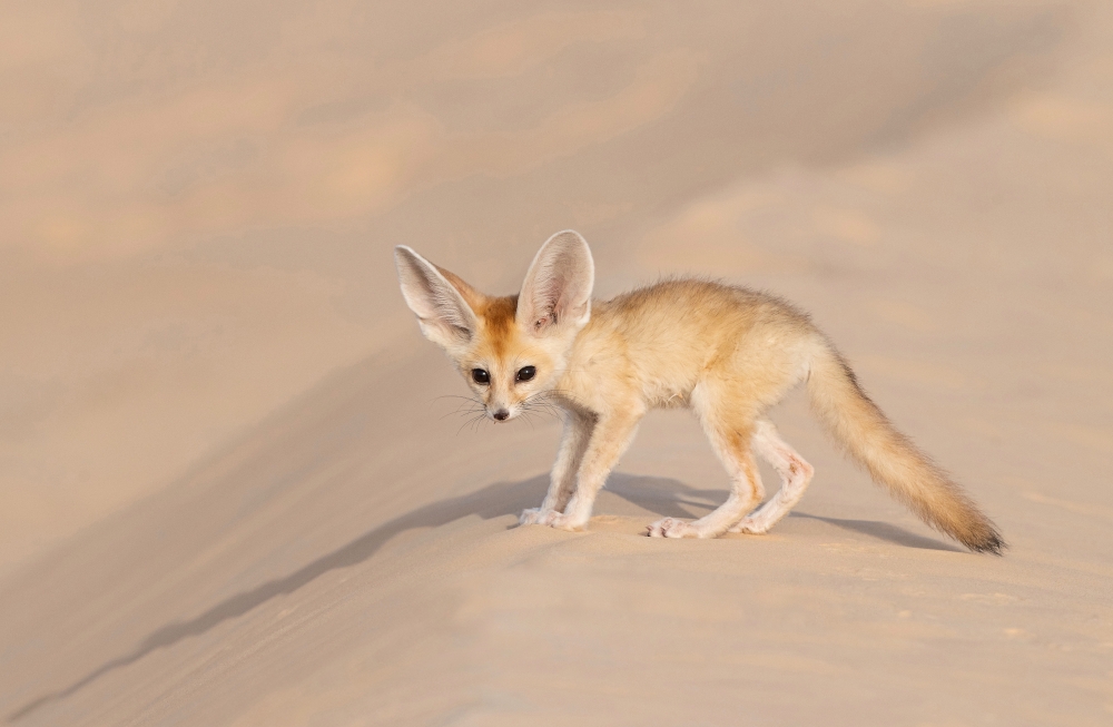 Footprints in the desert