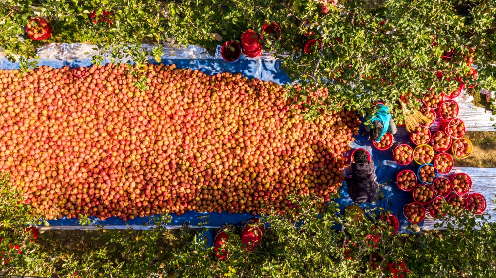 Our Farmhers, Our Mothers