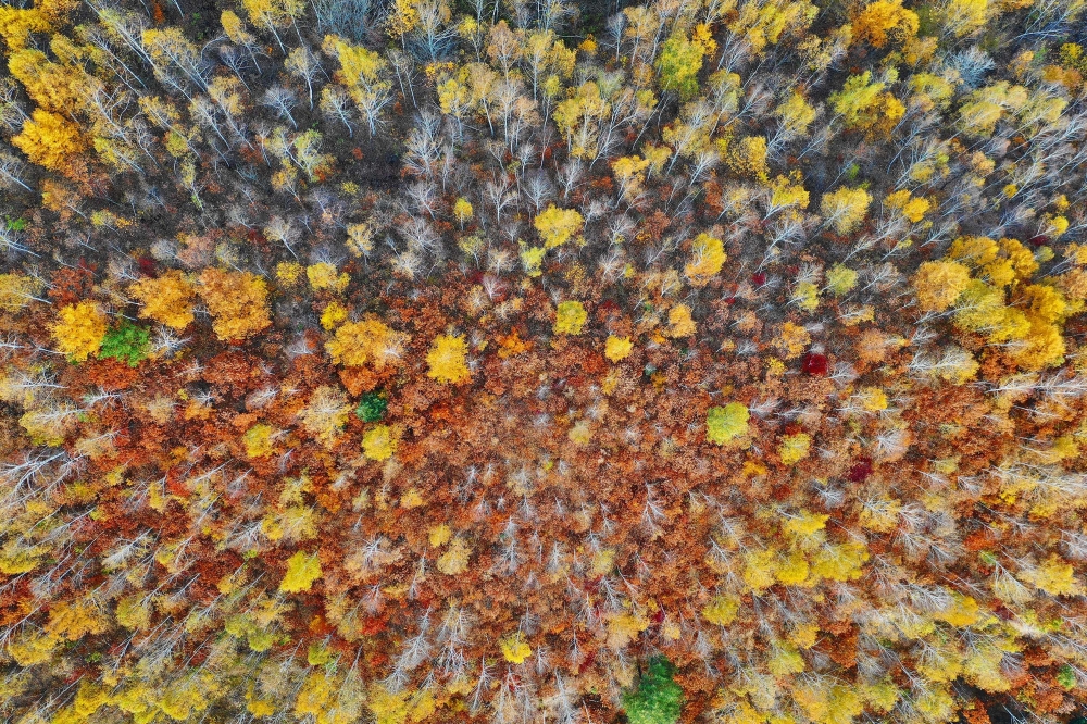 Spring, Summer, Autumn, and Winter