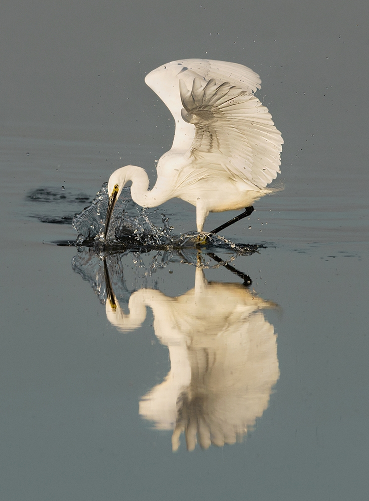 Little Egrett's choreography for survival
