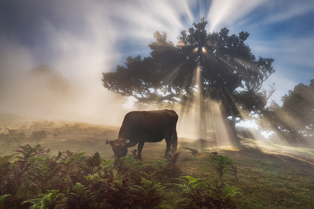 The perfect Moo-ment