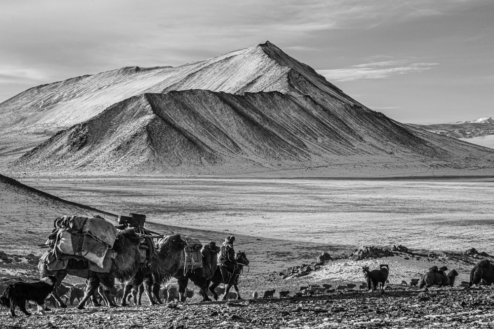 Mongolian Winter Migration