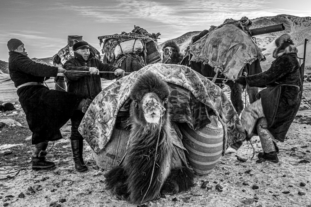 Mongolian Winter Migration