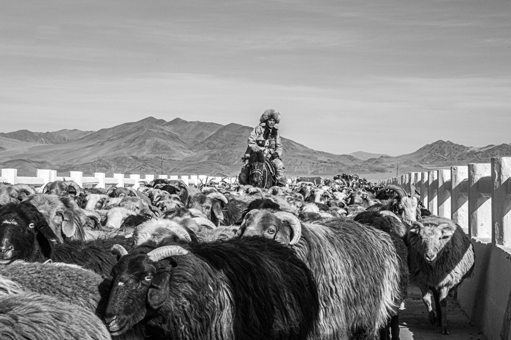 Mongolian Winter Migration