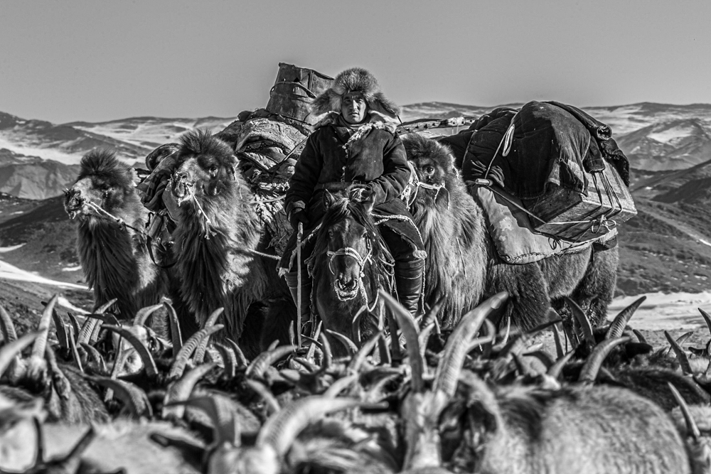 Mongolian Winter Migration