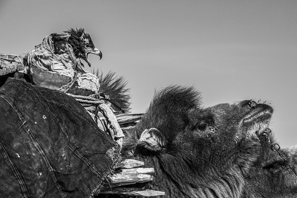 Mongolian Winter Migration