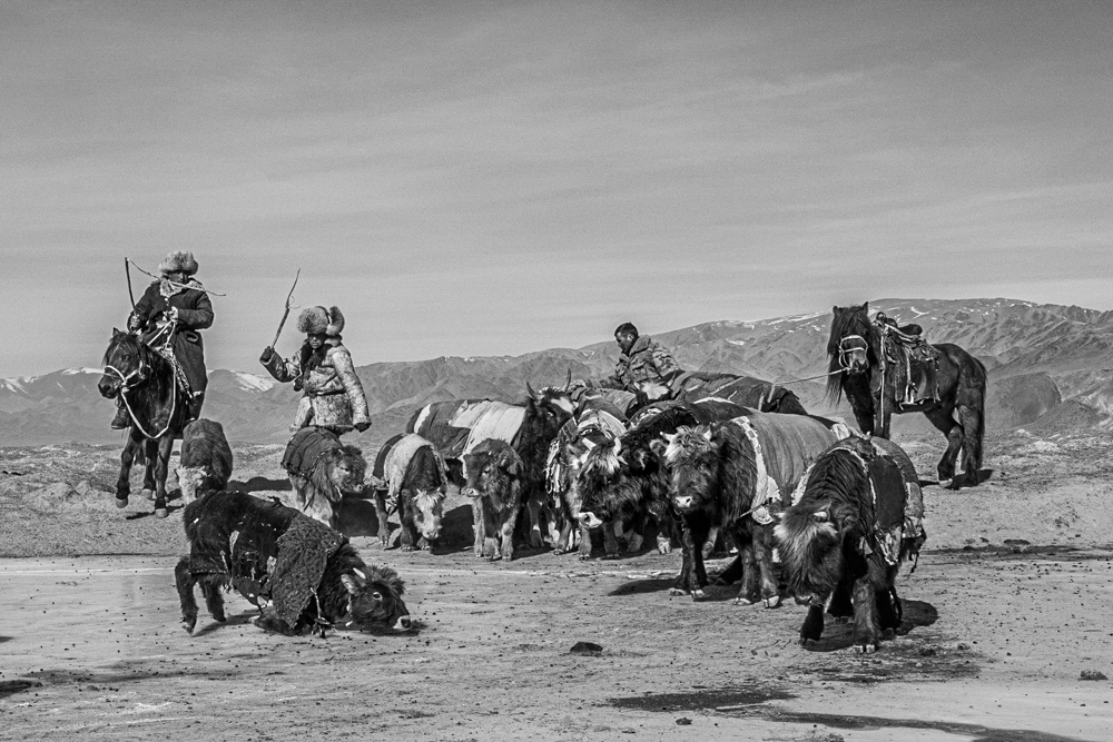 Mongolian Winter Migration