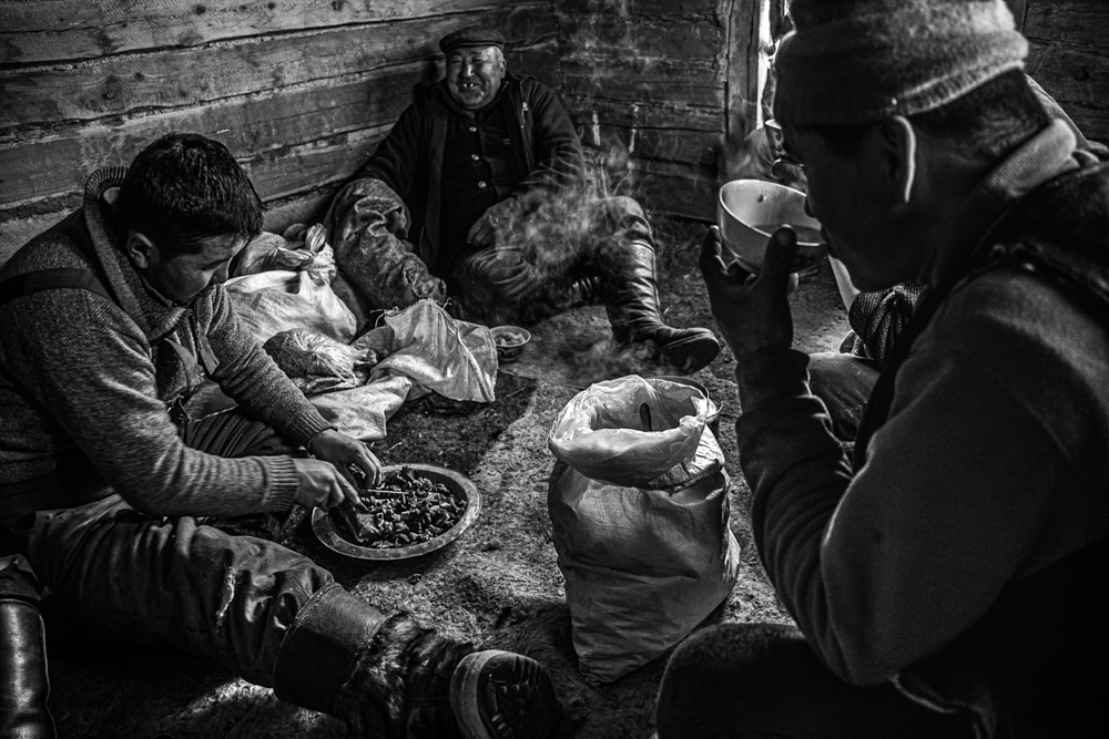 Mongolian Winter Migration