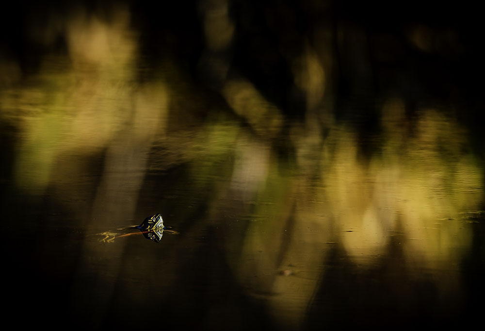 Brushstrokes of Nature