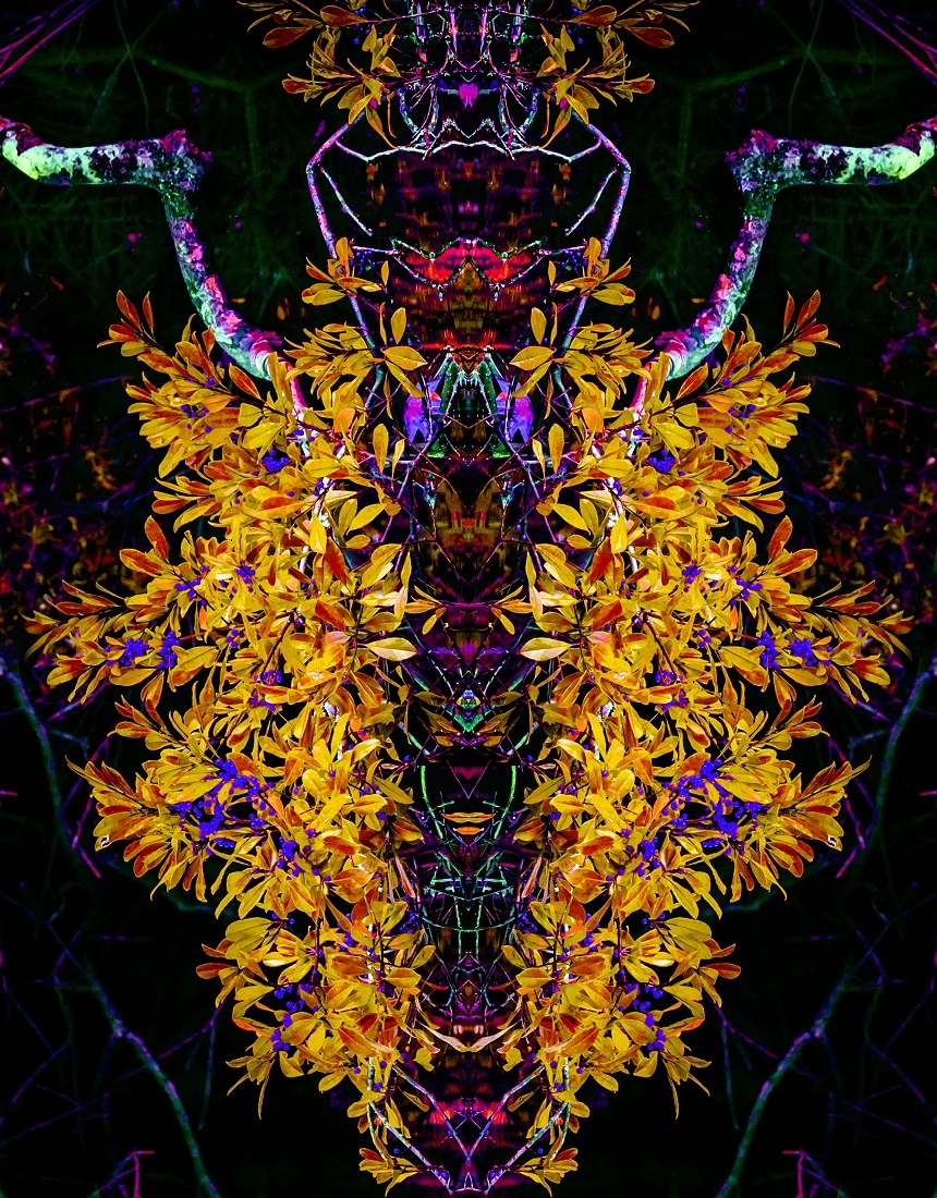 SWAMP ROOT FANTASIES AND NIGHTMARES