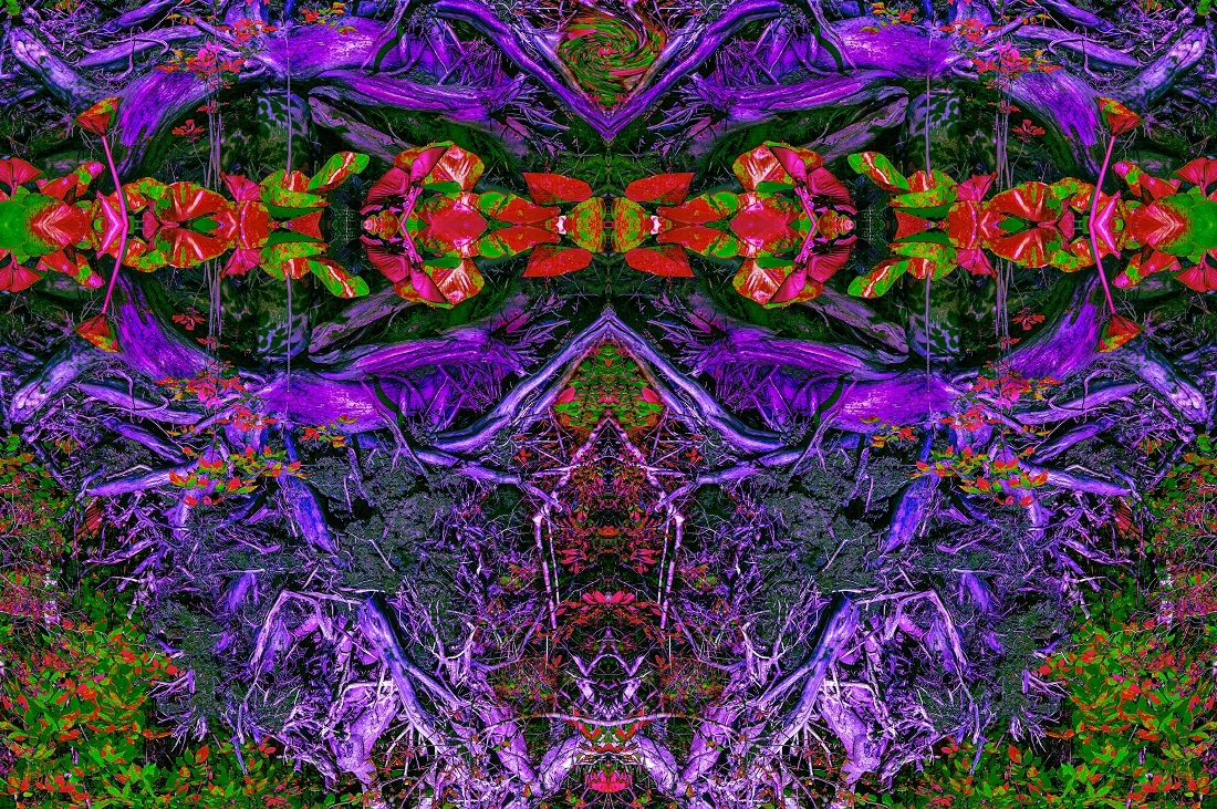 SWAMP ROOT FANTASIES AND NIGHTMARES