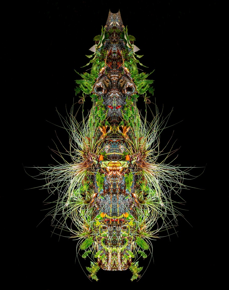 SWAMP ROOT FANTASIES AND NIGHTMARES