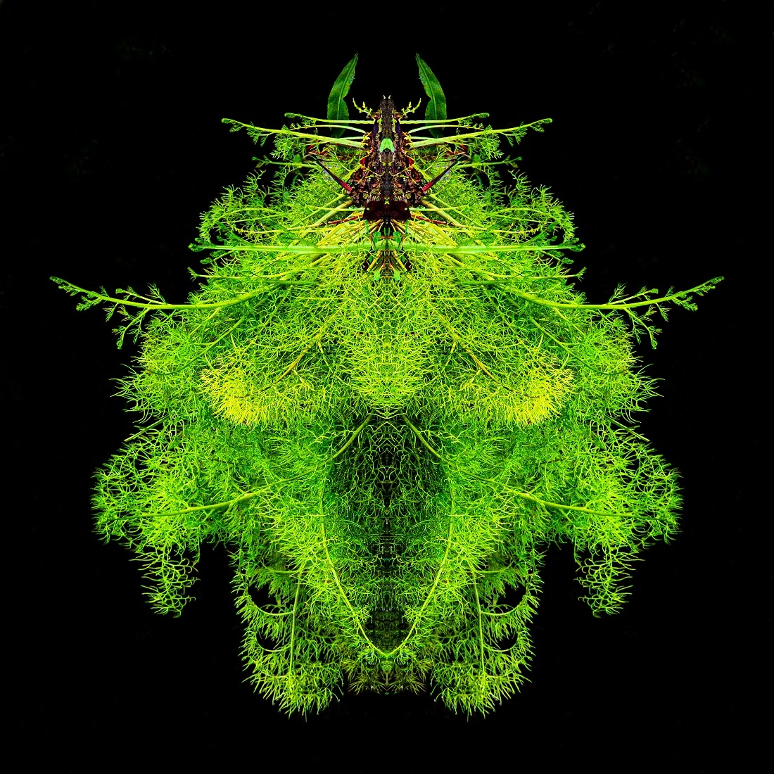 SWAMP ROOT FANTASIES AND NIGHTMARES