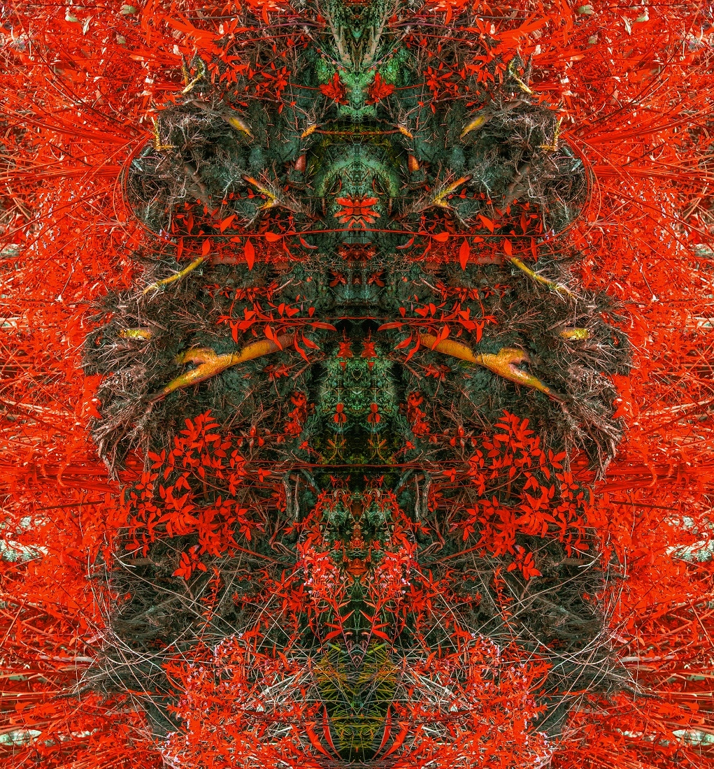 SWAMP ROOT FANTASIES AND NIGHTMARES