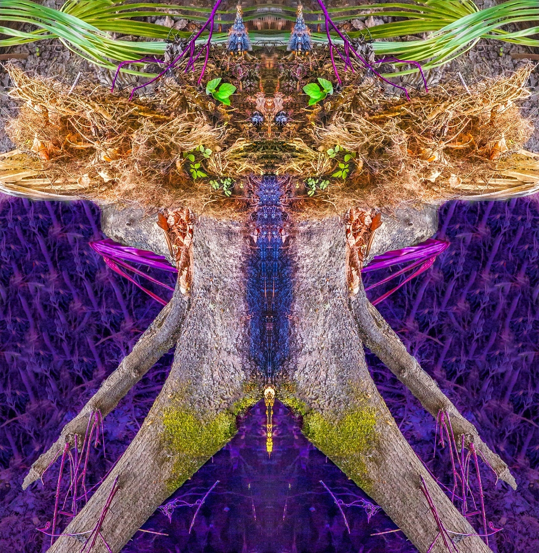 SWAMP ROOT FANTASIES AND NIGHTMARES