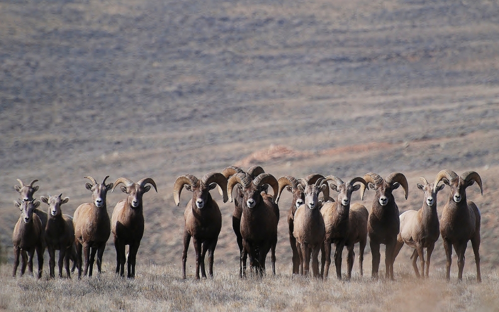Bighorn Lineup