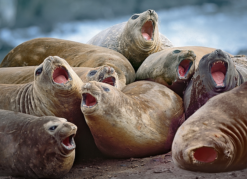 The Hydra of Hanna Point 