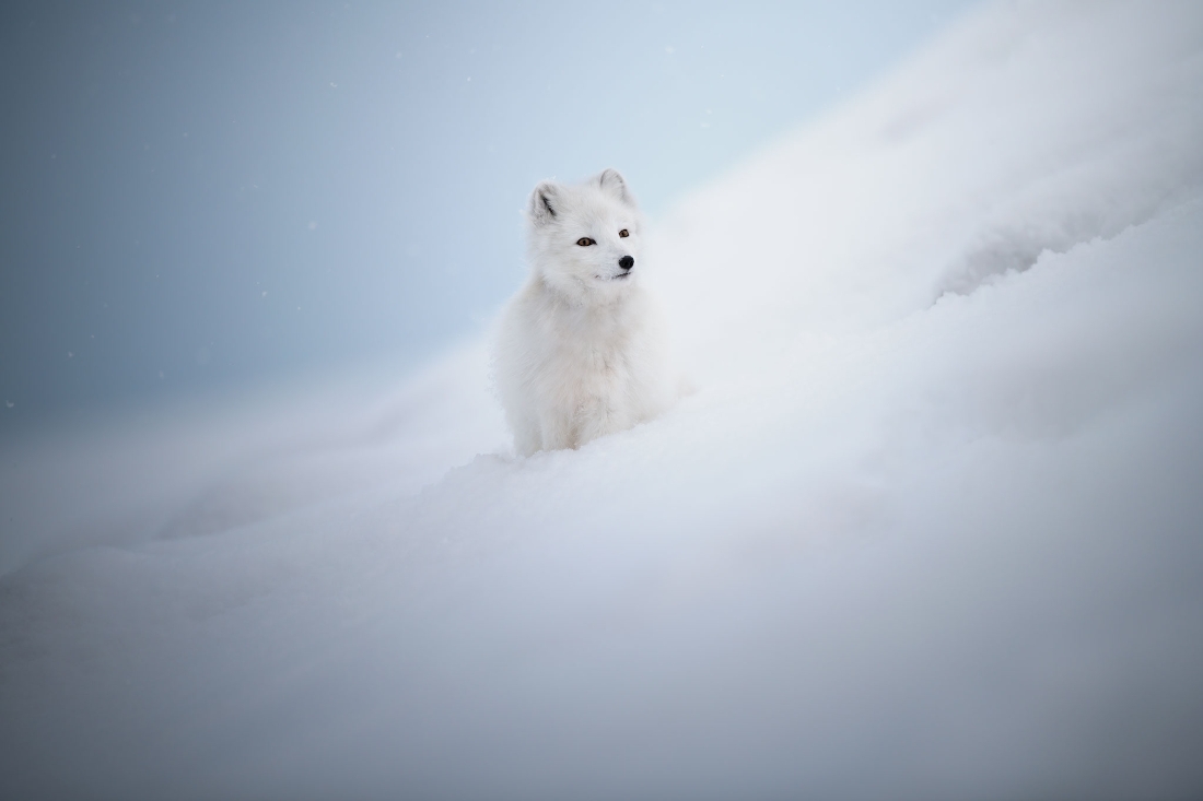 Footprints in the snow