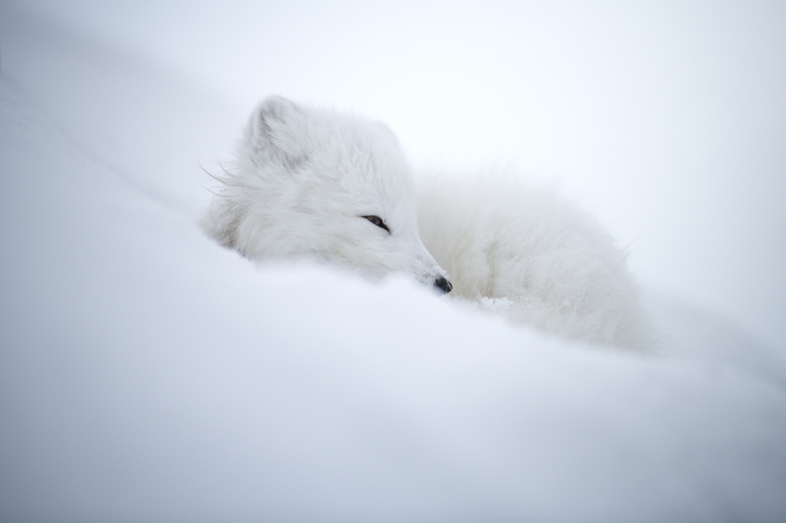 Footprints in the snow