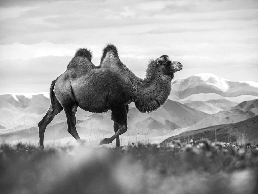 The Supercilious Camel